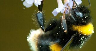 Ποιος σκότωσε τις άγριες μέλισσες της Ρόδου…